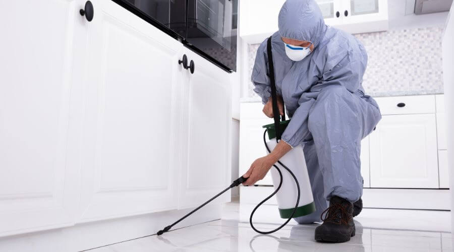 Professional pest control services in Bayside, Melbourne